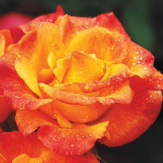 Rio Samba Hybrid Tea Rose