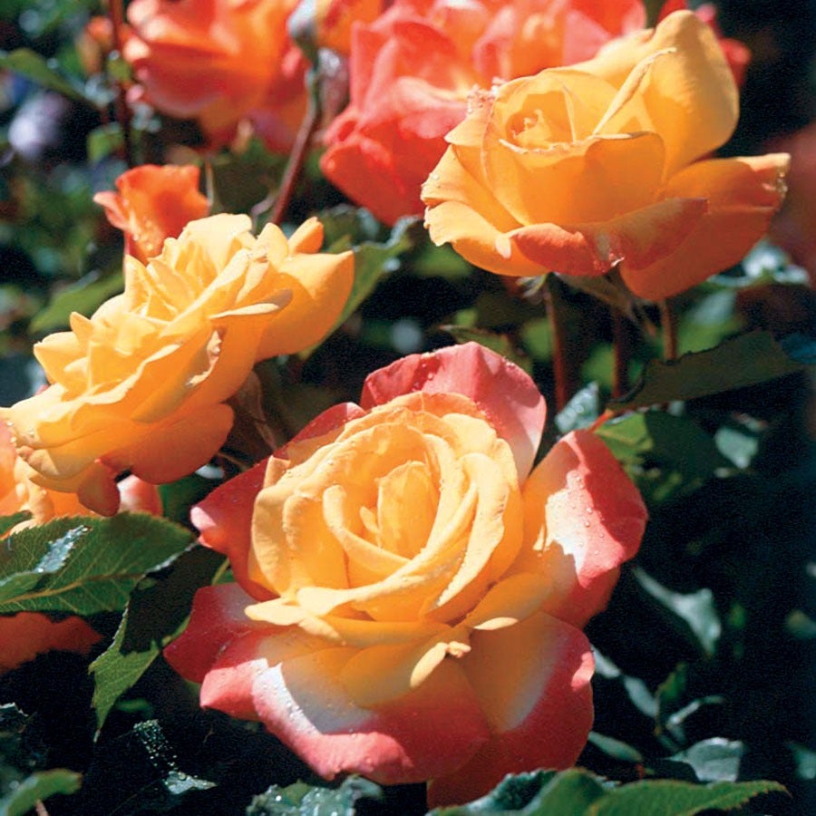 Rio Samba Hybrid Tea Rose