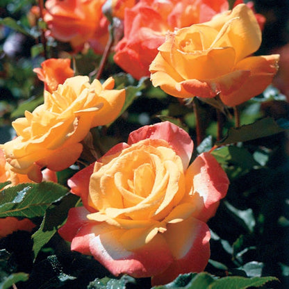 Rio Samba Hybrid Tea Rose