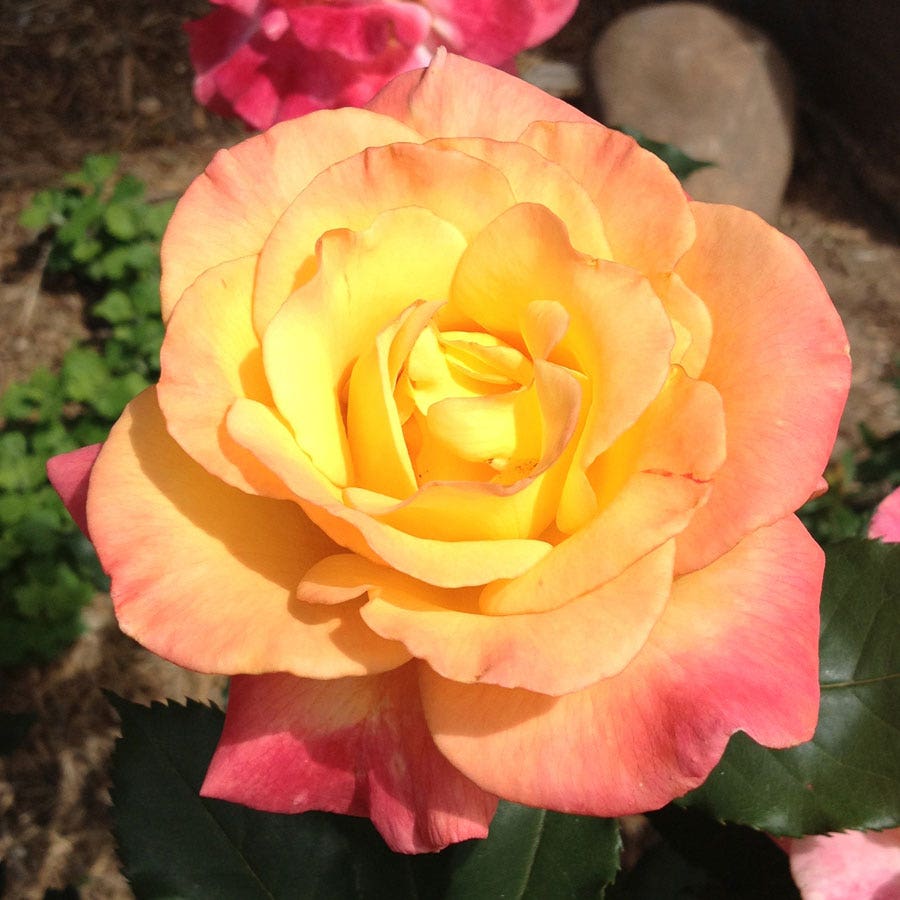 Rio Samba Hybrid Tea Rose