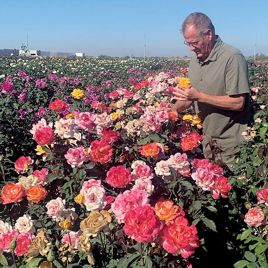 Rio Samba Hybrid Tea Rose