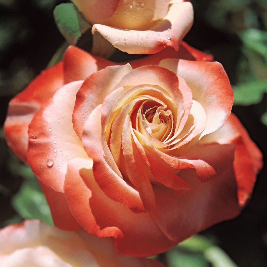 Sheer Magic Hybrid Tea Rose