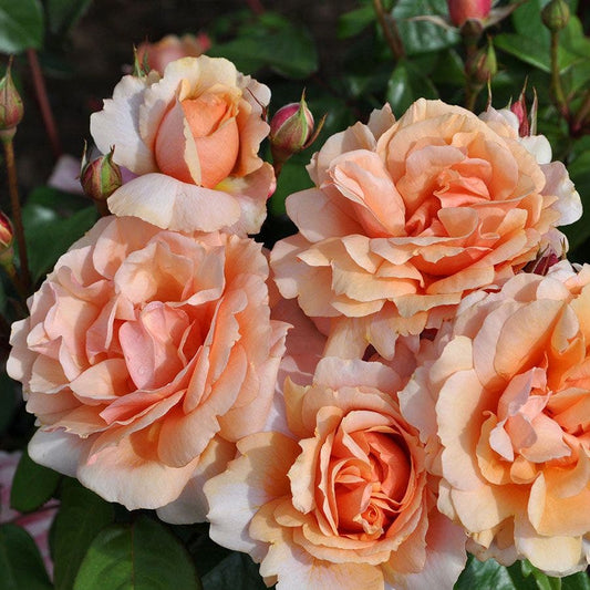 Soul Sister™ Sunbelt® Shrub Rose