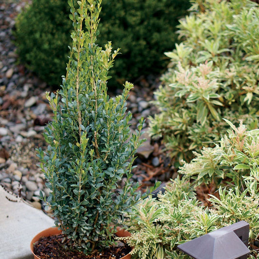 Skywalker Boxwood