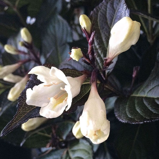 Bloomin' Easy® Weigela Tuxedo™