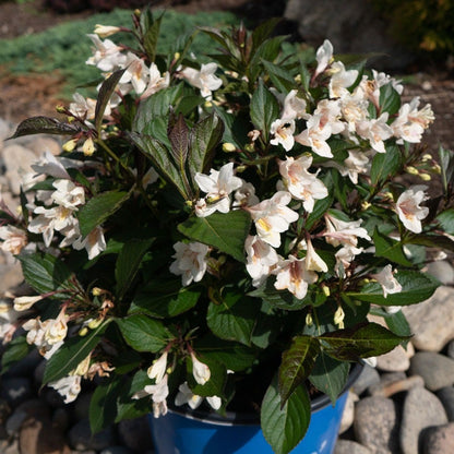 Weigela Tuxedo™