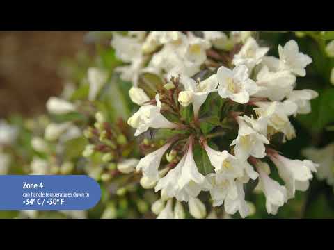 Weigela Tuxedo™