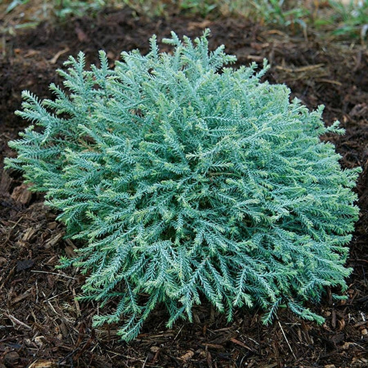 Thuja Pancake™