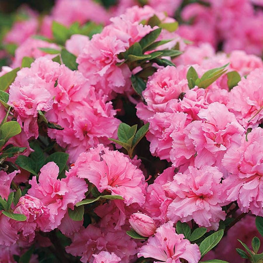 Azalea Bloom-a-Thon® Double Pink