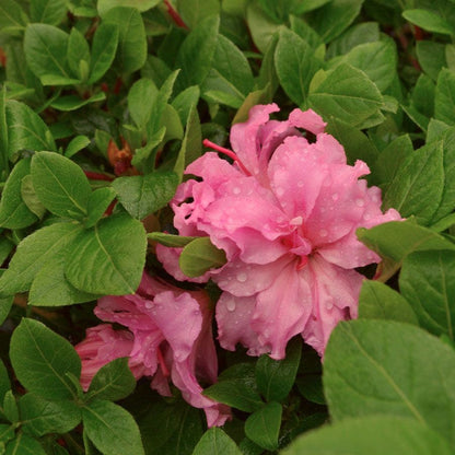 Azalea Bloom-a-Thon® Double Pink