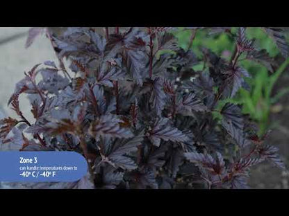 Physocarpus Panther® Ninebark