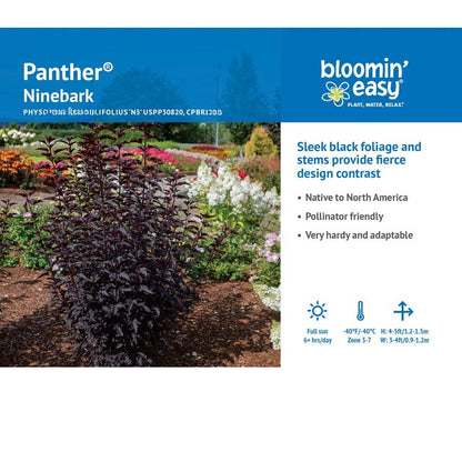 Physocarpus Panther® Ninebark