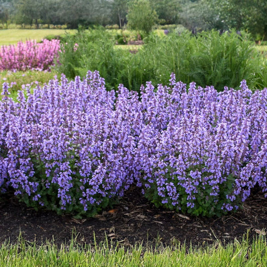 'Cat's Pajamas' Catmint
