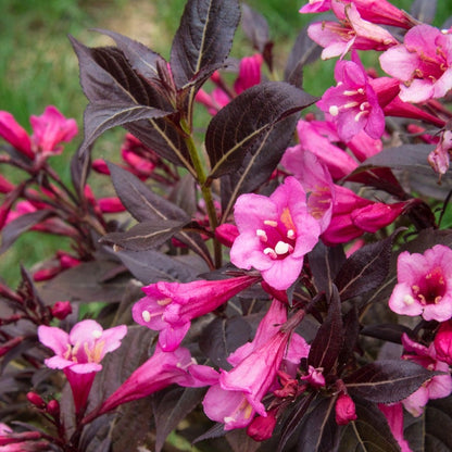 Weigela Stunner®