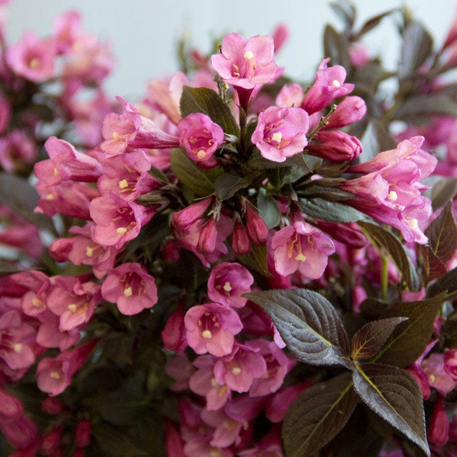 Weigela Stunner®
