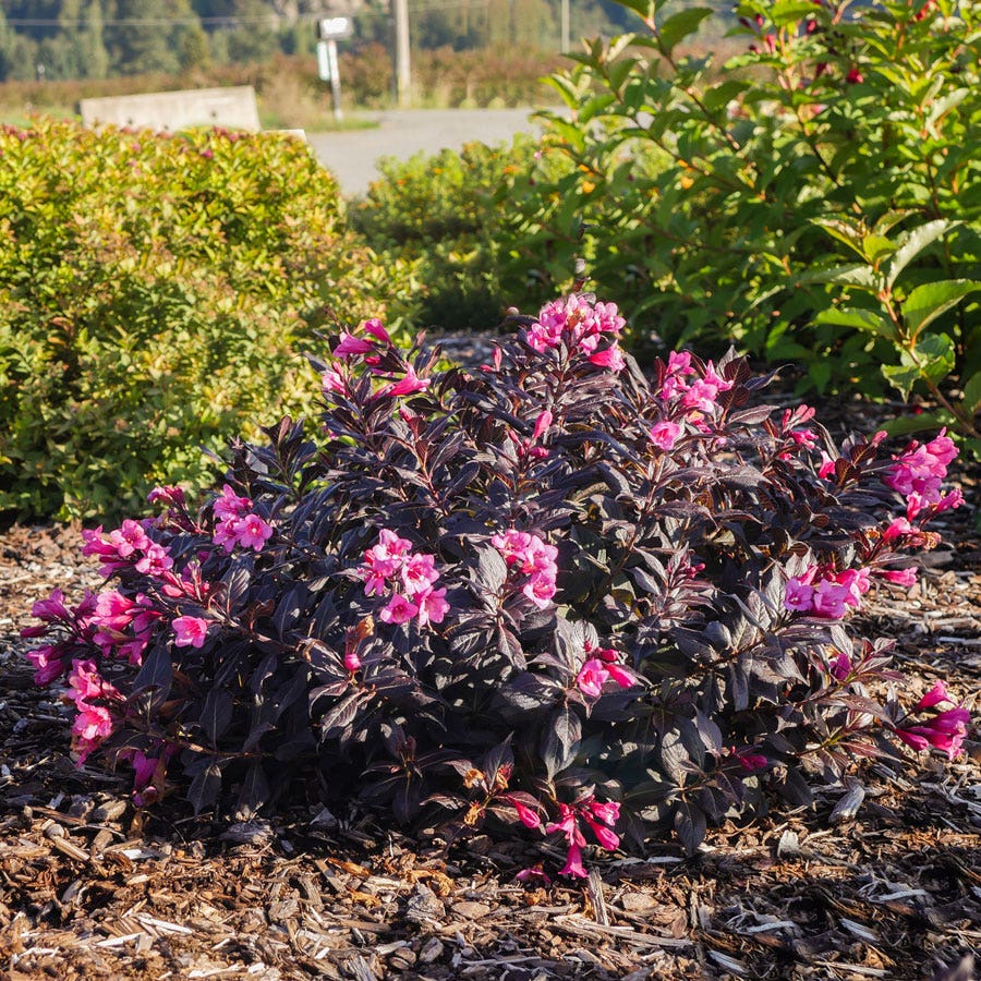 Weigela Stunner®