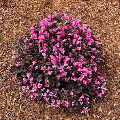 Weigela Stunner®