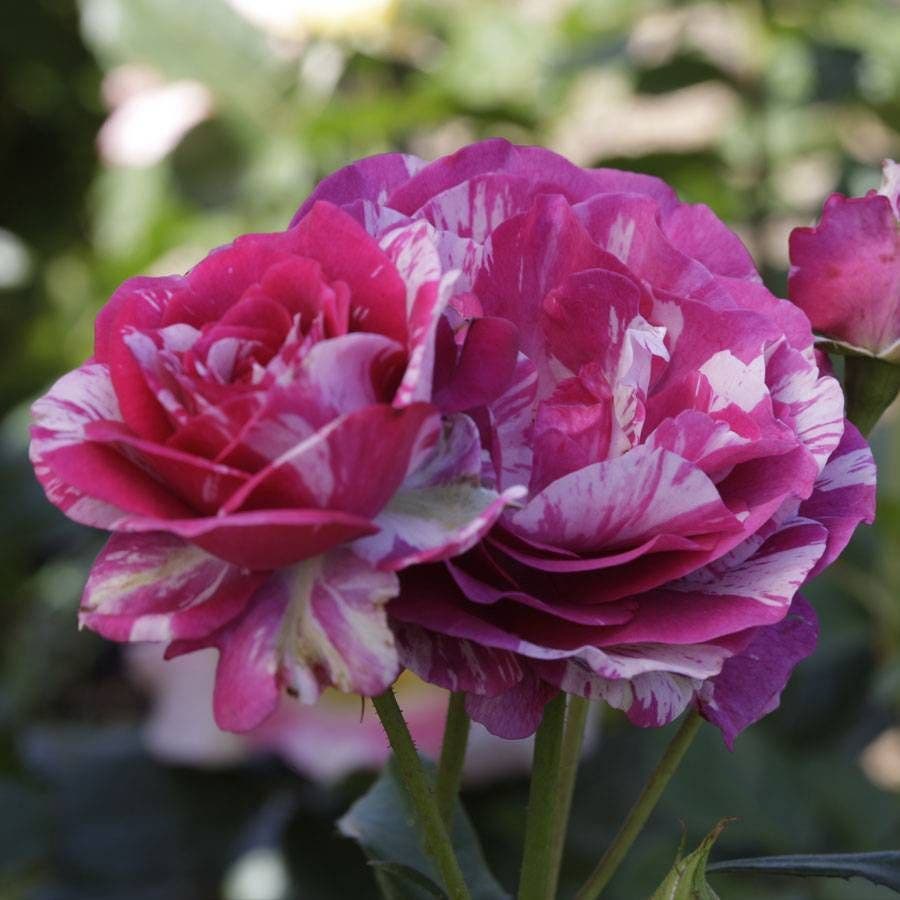 Show your Stripes Grandiflora Rose