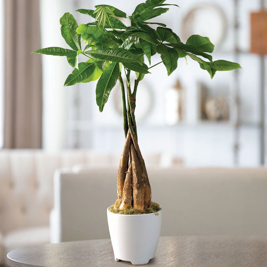 money tree from seed Money Tree Plant in White Container – Park Seed