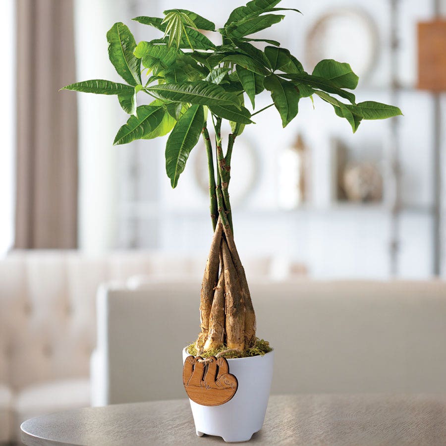 money tree white center Money Tree Plant in White Container – Park Seed