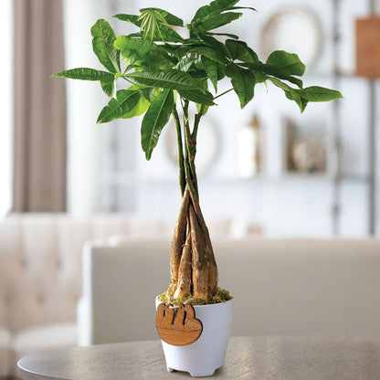 Money Tree