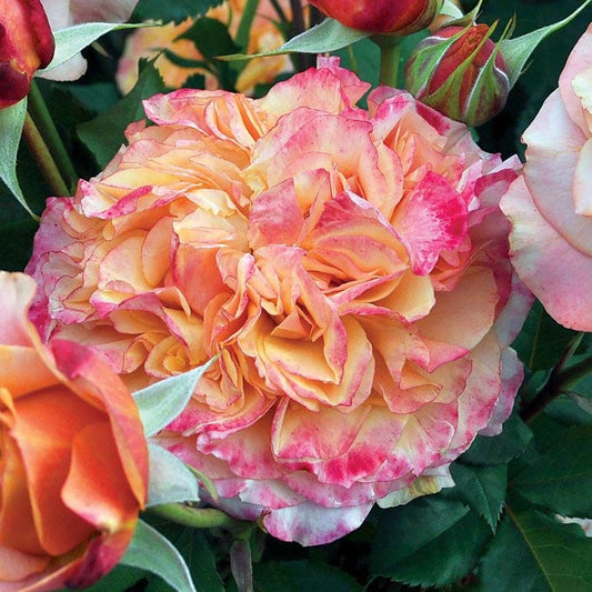 Crazy Love™ Sunbelt® Grandiflora Rose