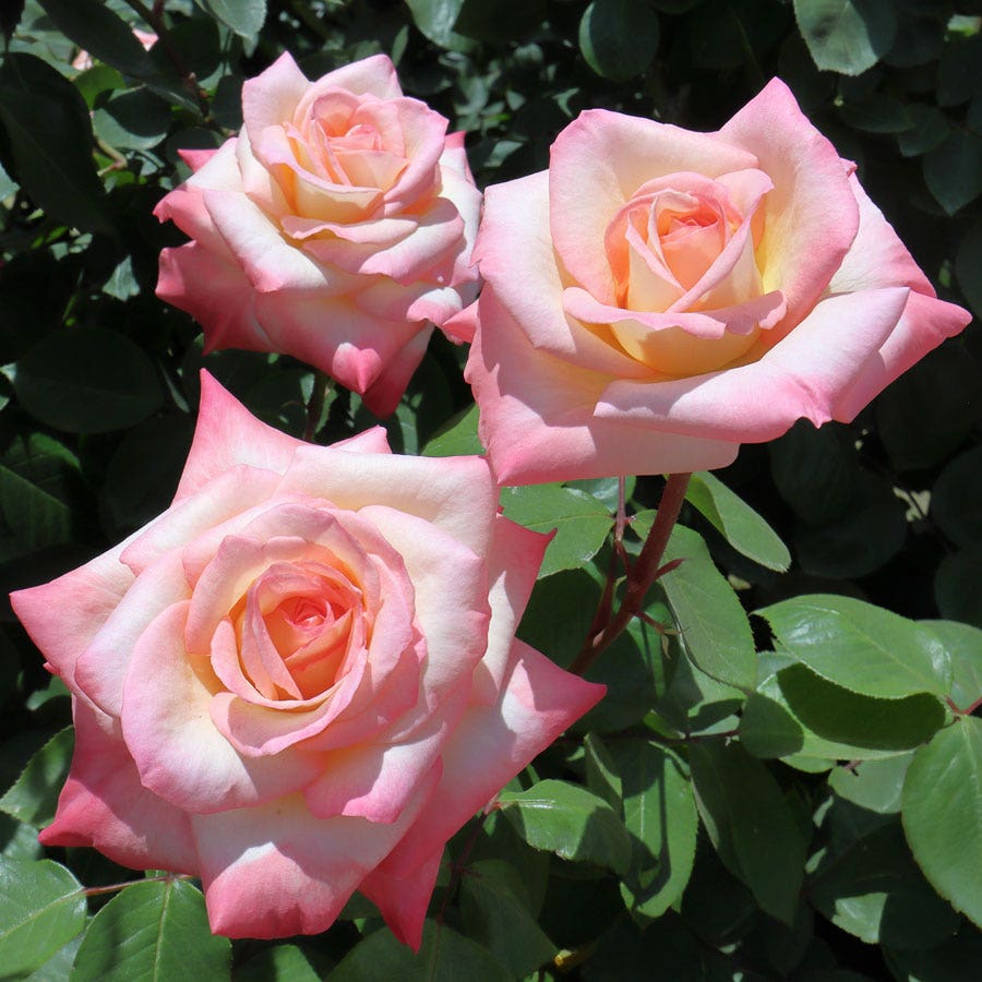 Elegant Lady Hybrid Tea Rose