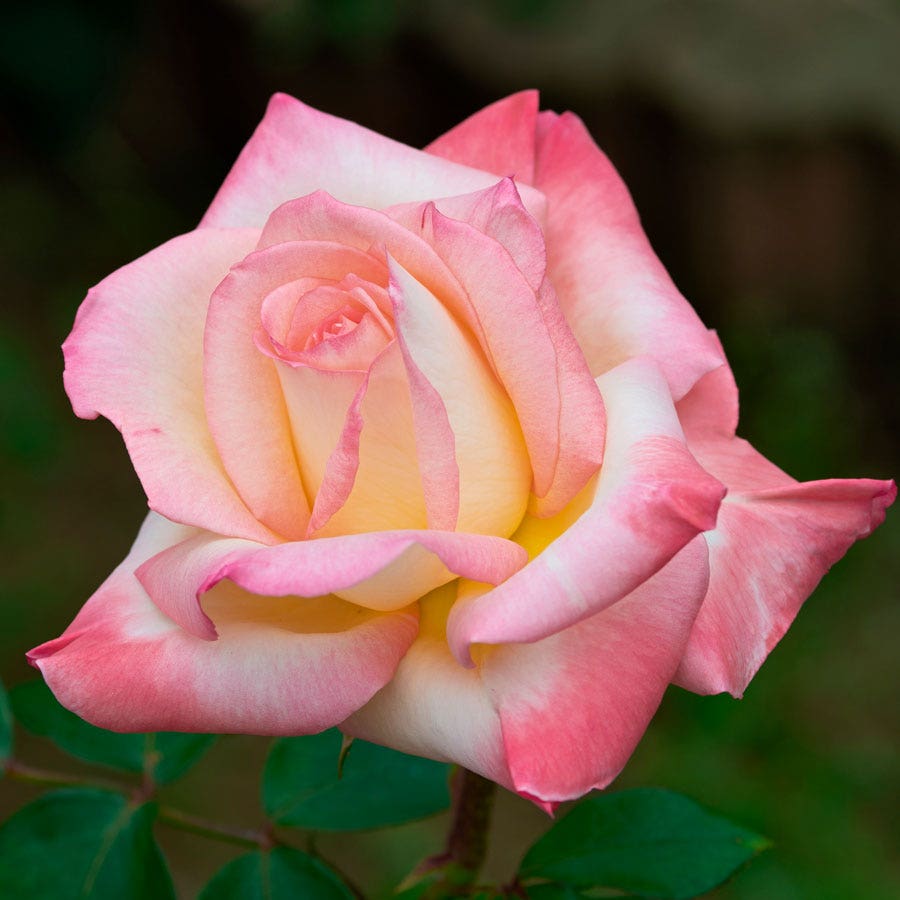 Elegant Lady Hybrid Tea Rose
