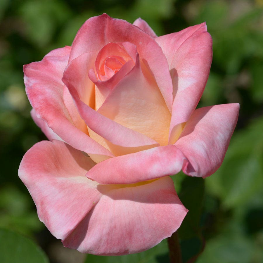 Elegant Lady Hybrid Tea Rose