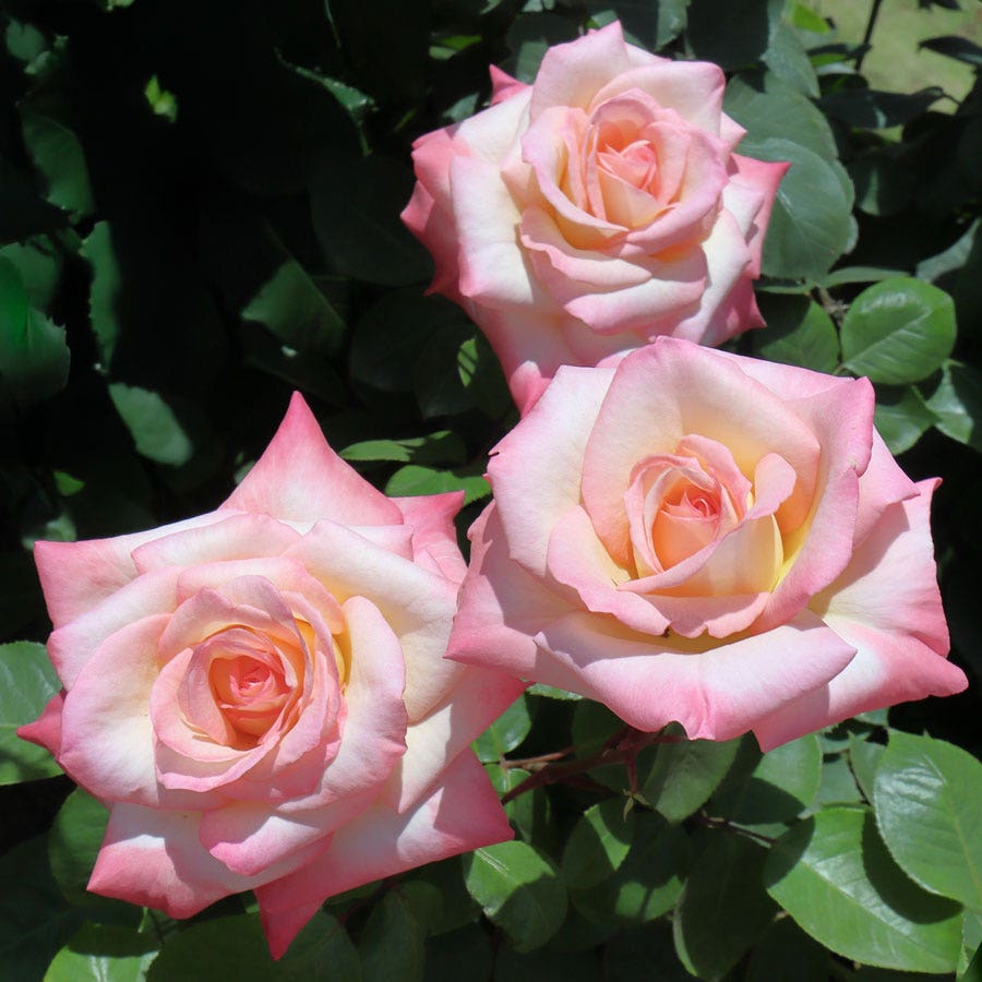 Elegant Lady Hybrid Tea Rose