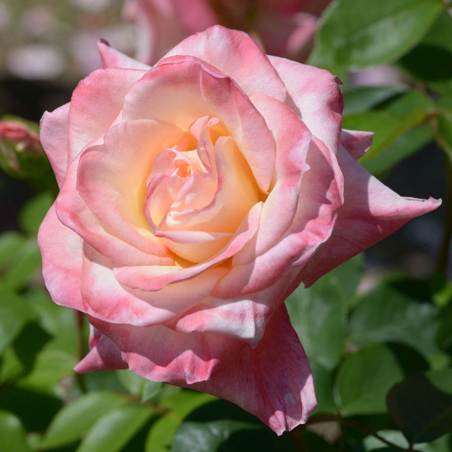 Elegant Lady Hybrid Tea Rose