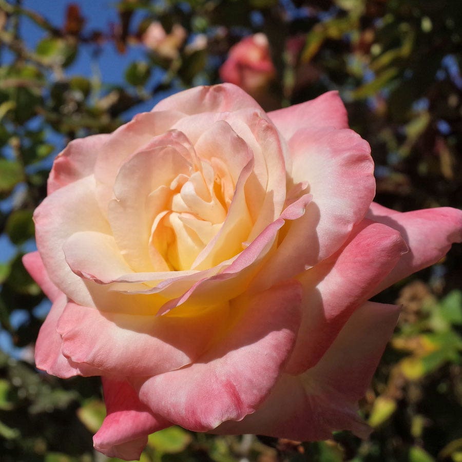 Elegant Lady Hybrid Tea Rose