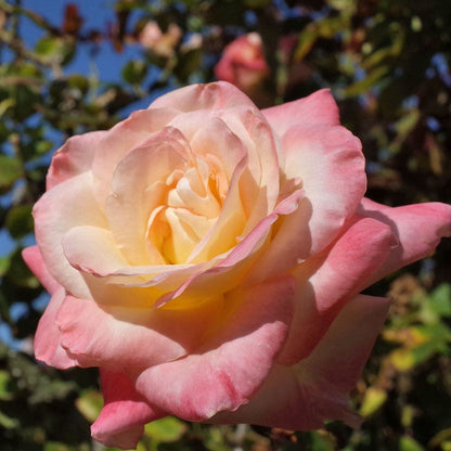 Elegant Lady Hybrid Tea Rose