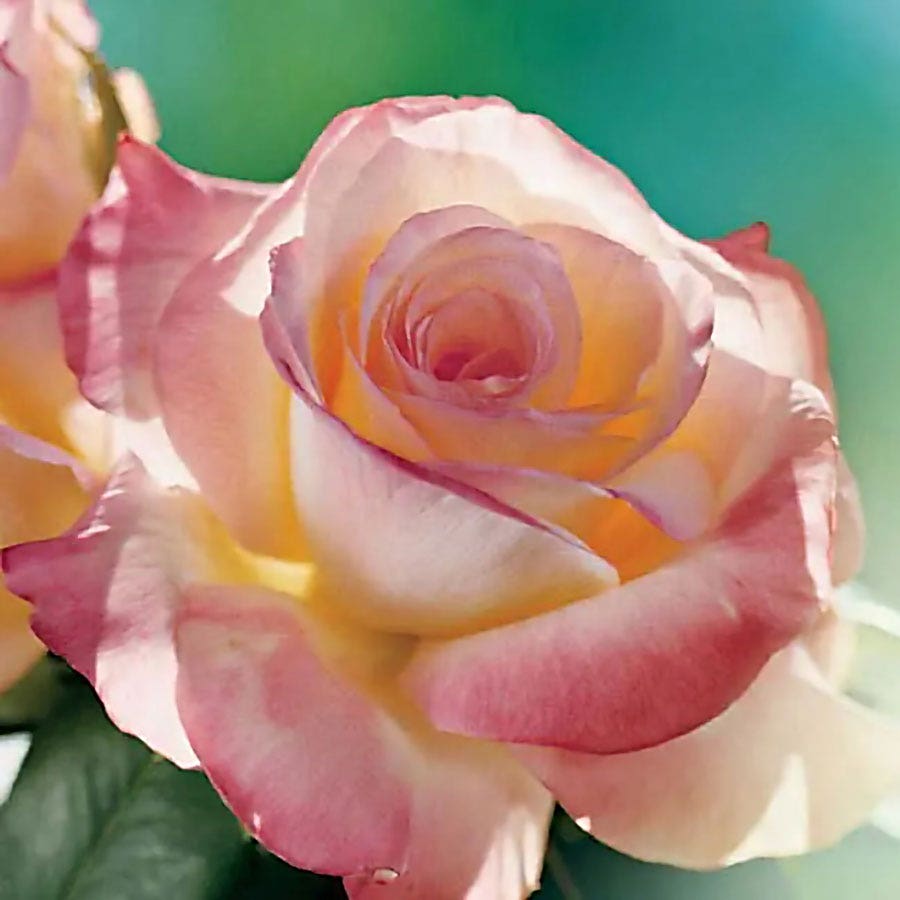 Elegant Lady Hybrid Tea Rose