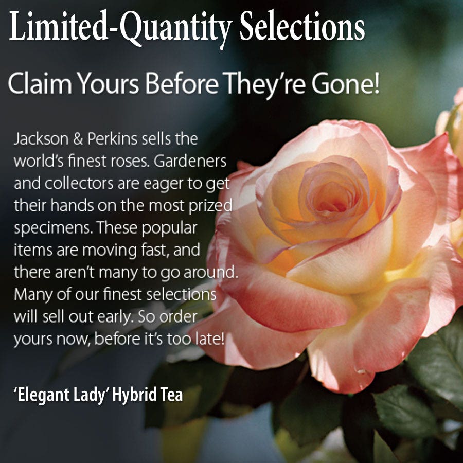 Elegant Lady Hybrid Tea Rose