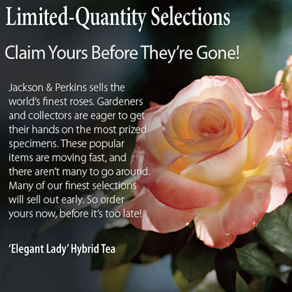 Elegant Lady Hybrid Tea Rose