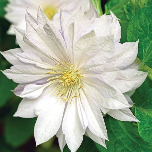 Clematis 'Duchess of Edinburgh'