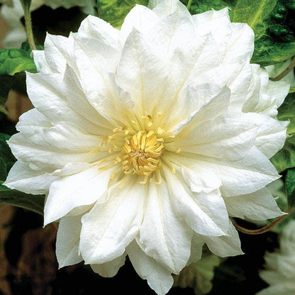 Clematis 'Duchess of Edinburgh'