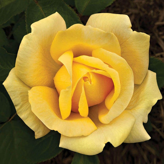 Eternal Flame™ Hybrid Tea Rose