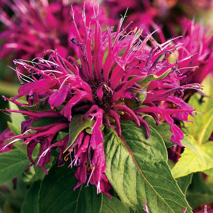 Monarda Balmy™ Purple Bee Balm