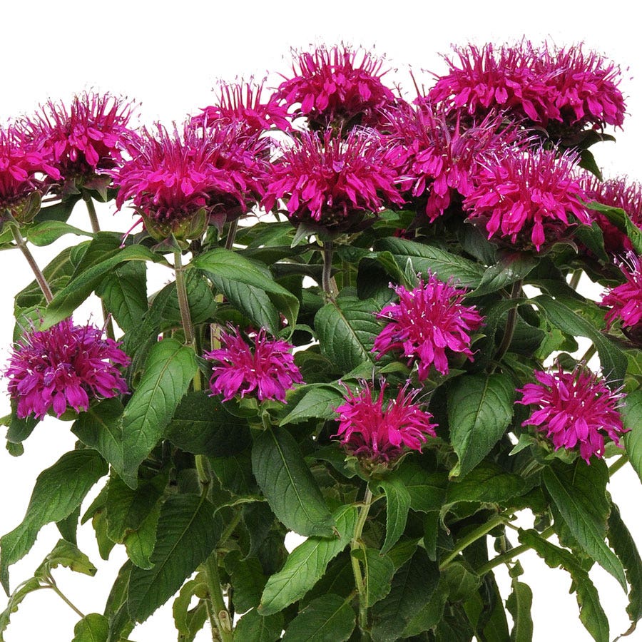 Monarda Balmy™ Purple Bee Balm