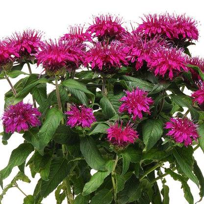 Monarda Balmy™ Purple Bee Balm