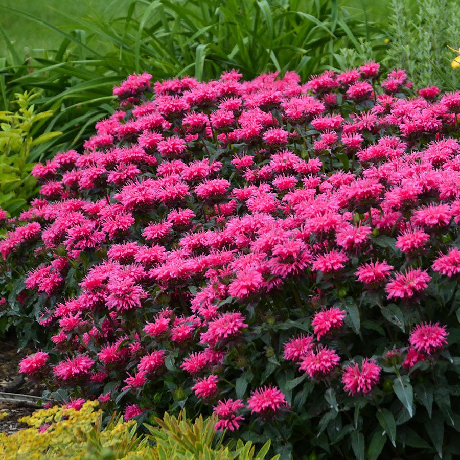 Bubblegum Blast bee balm attracting hummingbirds and butterflies