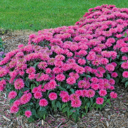 Monarda Sugar Buzz® 'Bubblegum Blast' Bee Balm