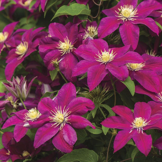 Clematis 'Ernest Markham'