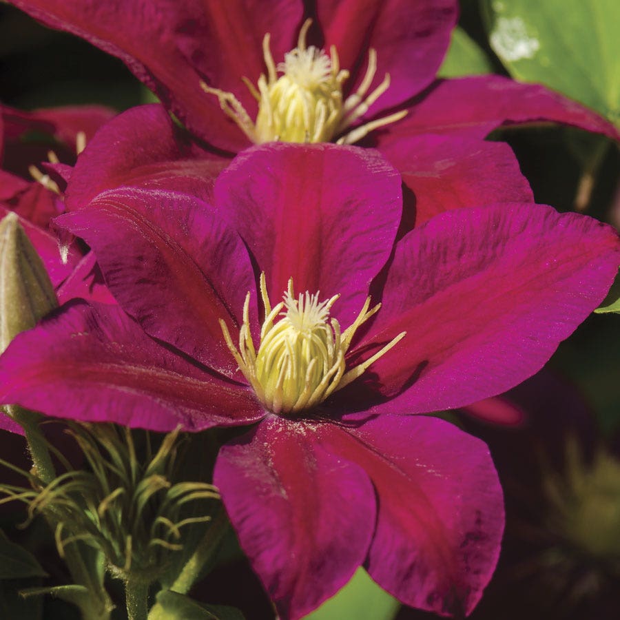 Clematis 'Ernest Markham'