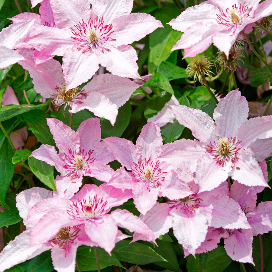 Clematis 'Hagley'