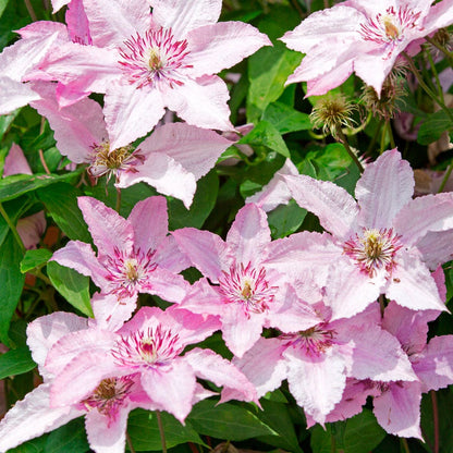 Clematis 'Hagley'