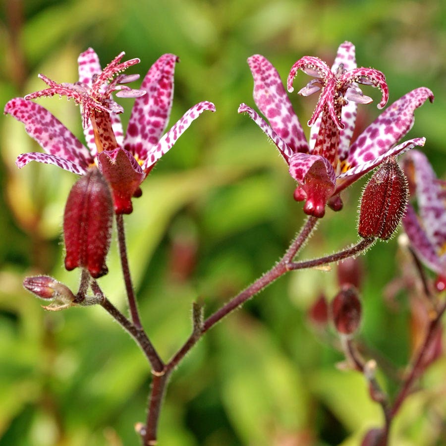 Tricyrtis 'Empress' Toad Lily