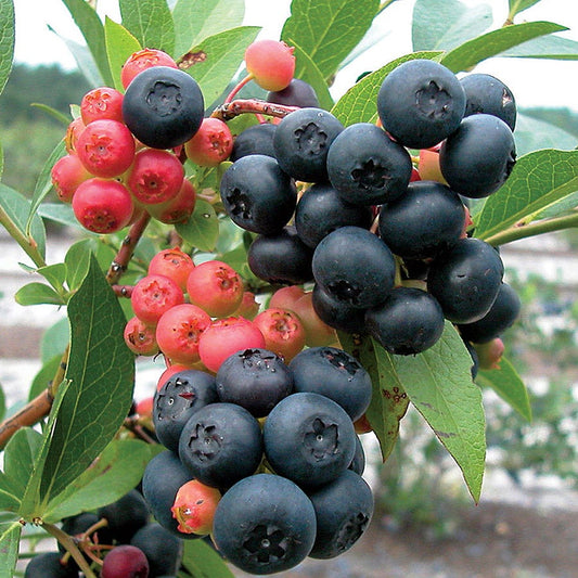 Vaccinium 'Nocturne' Blueberry